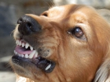 5 Signs You Need to Hire a Dog Bite Lawyer